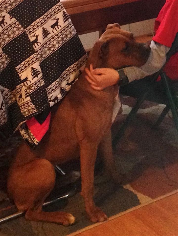 Lizzie, an adoptable Boxer & Terrier Mix in Atlanta, GA_image-3