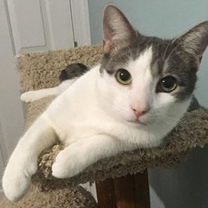 Barnaby, an adoptable Domestic Short Hair in Garner, NC, 27529 | Photo Image 1