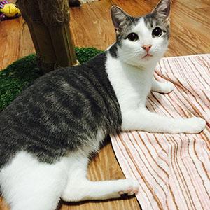 Barnaby, an adoptable Domestic Short Hair in Garner, NC, 27529 | Photo Image 2