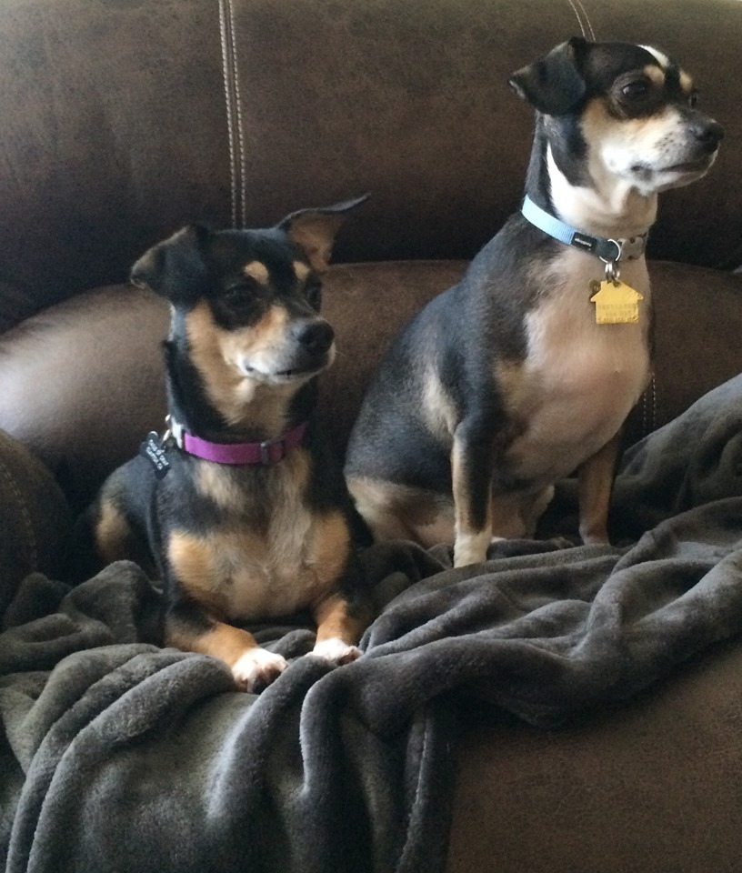 Shawn and Kyle, an adoptable Dachshund, Beagle in Livermore, CA, 94551 | Photo Image 1