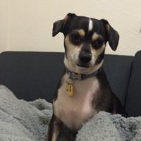Shawn and Kyle, an adoptable Dachshund, Beagle in Livermore, CA, 94551 | Photo Image 2