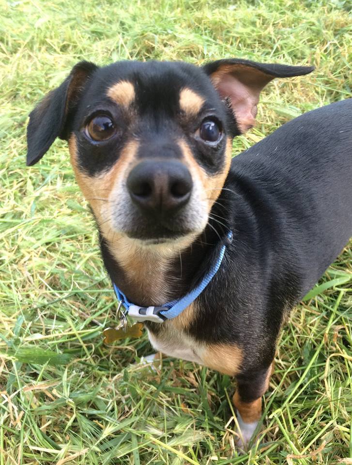 Shawn and Kyle, an adoptable Dachshund, Beagle in Livermore, CA, 94551 | Photo Image 3