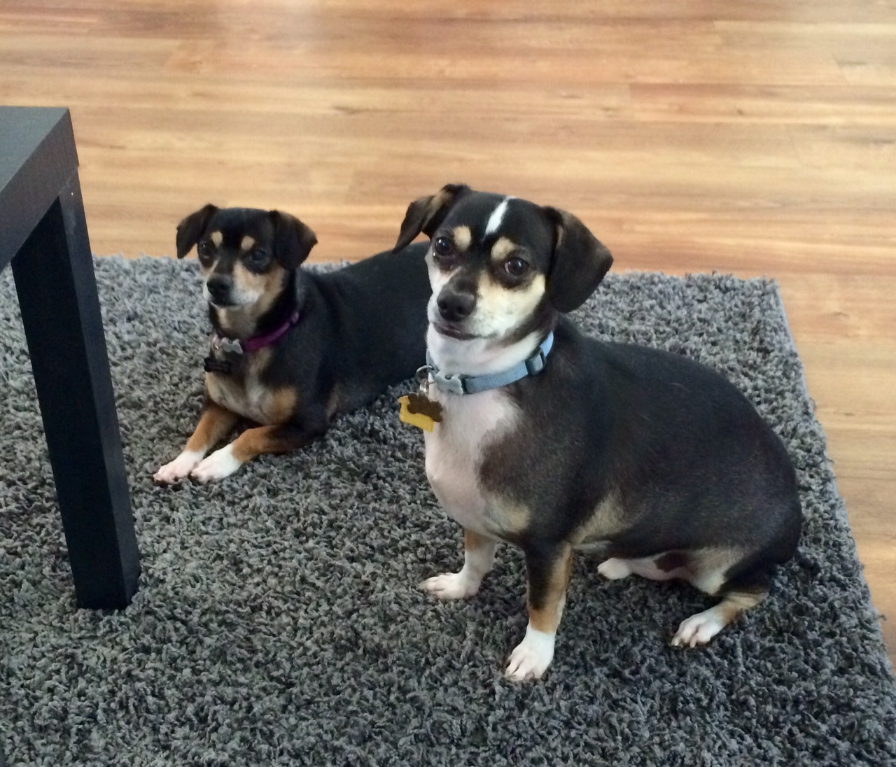 Shawn and Kyle, an adoptable Dachshund, Beagle in Livermore, CA, 94551 | Photo Image 4