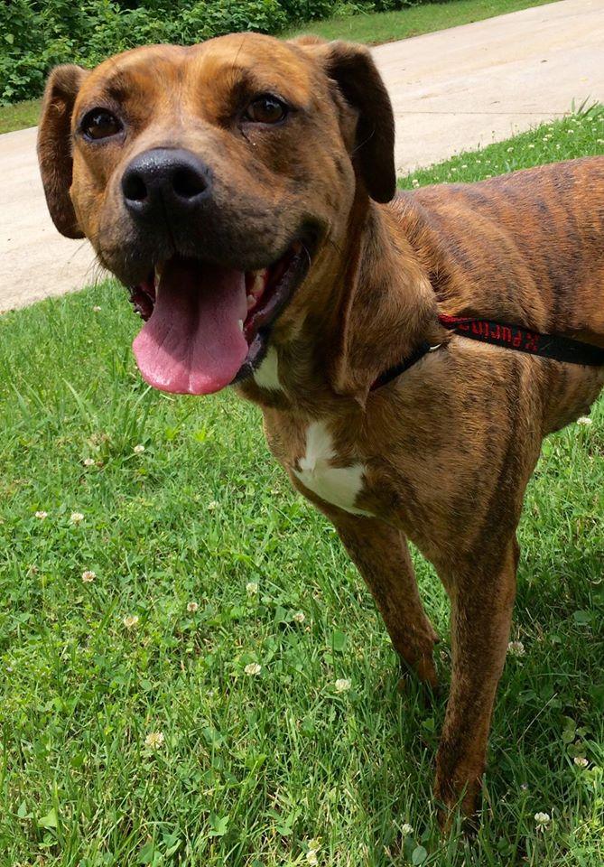 Bristol, an adopted Boxer Mix in Loudon, TN_image-3