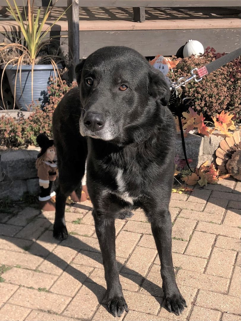 Hinckley, an adoptable Labrador Retriever in West Chicago, IL, 60185 | Photo Image 2