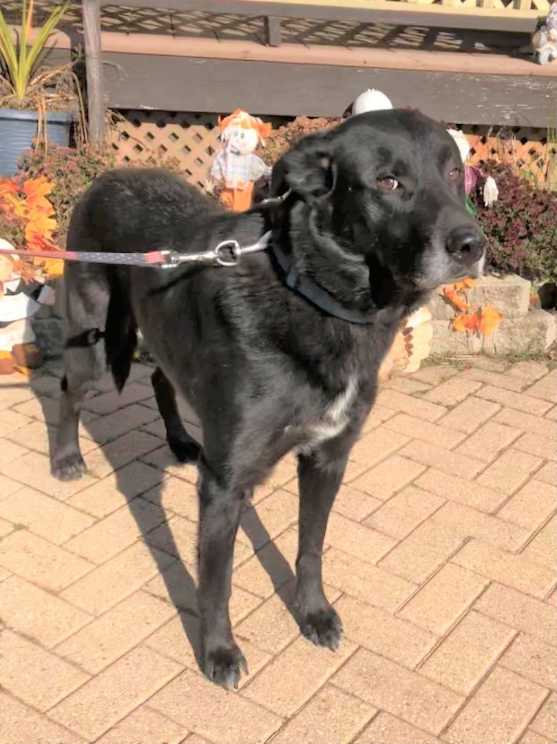 Hinckley, an adoptable Labrador Retriever in West Chicago, IL, 60185 | Photo Image 3