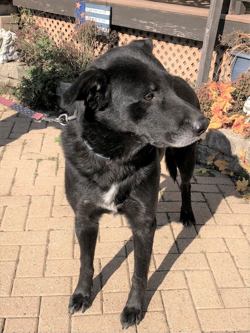 Hinckley, an adoptable Labrador Retriever in West Chicago, IL, 60185 | Photo Image 1