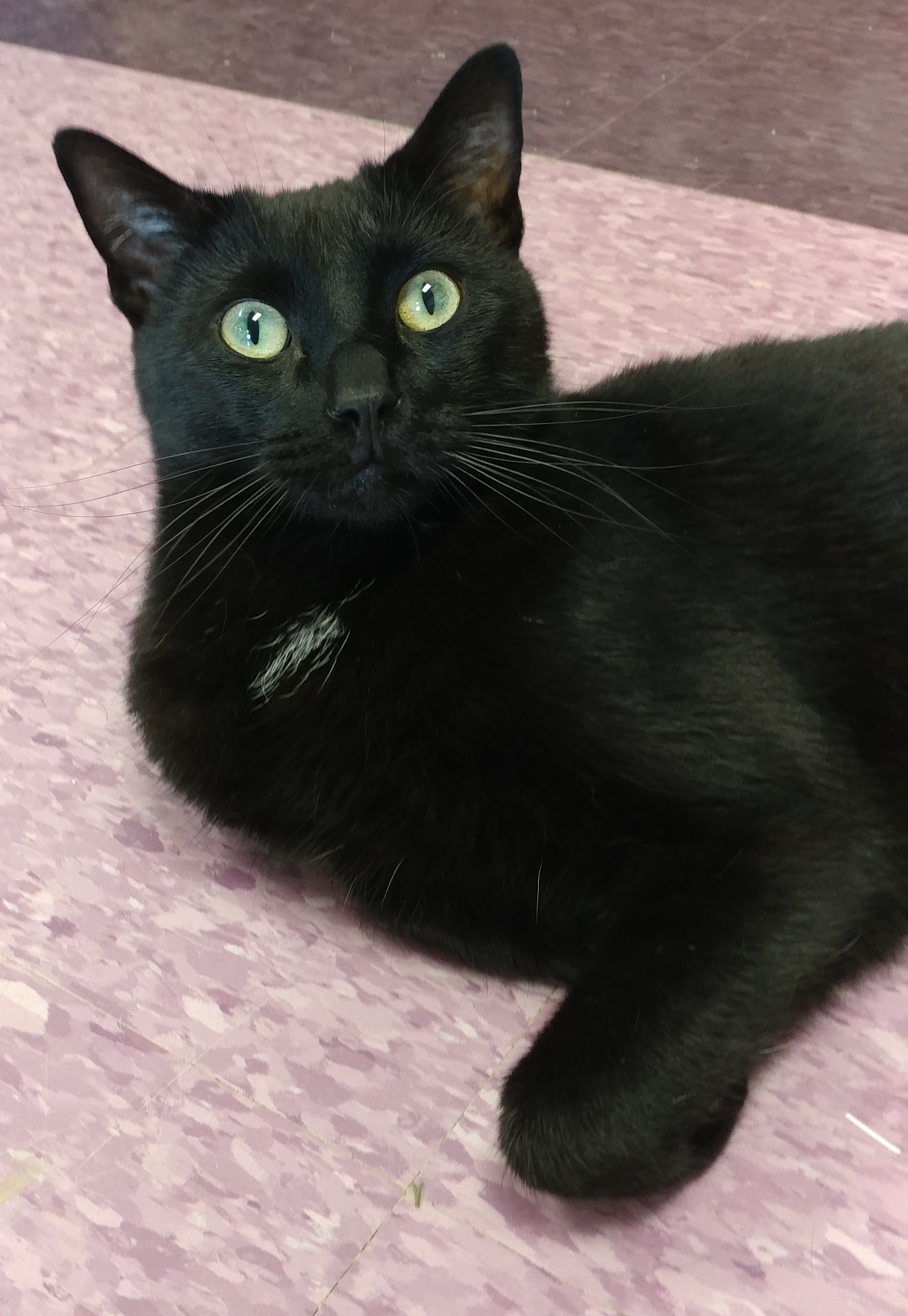 Lester, an adoptable Domestic Short Hair in Rochester, NY, 14622 | Photo Image 3