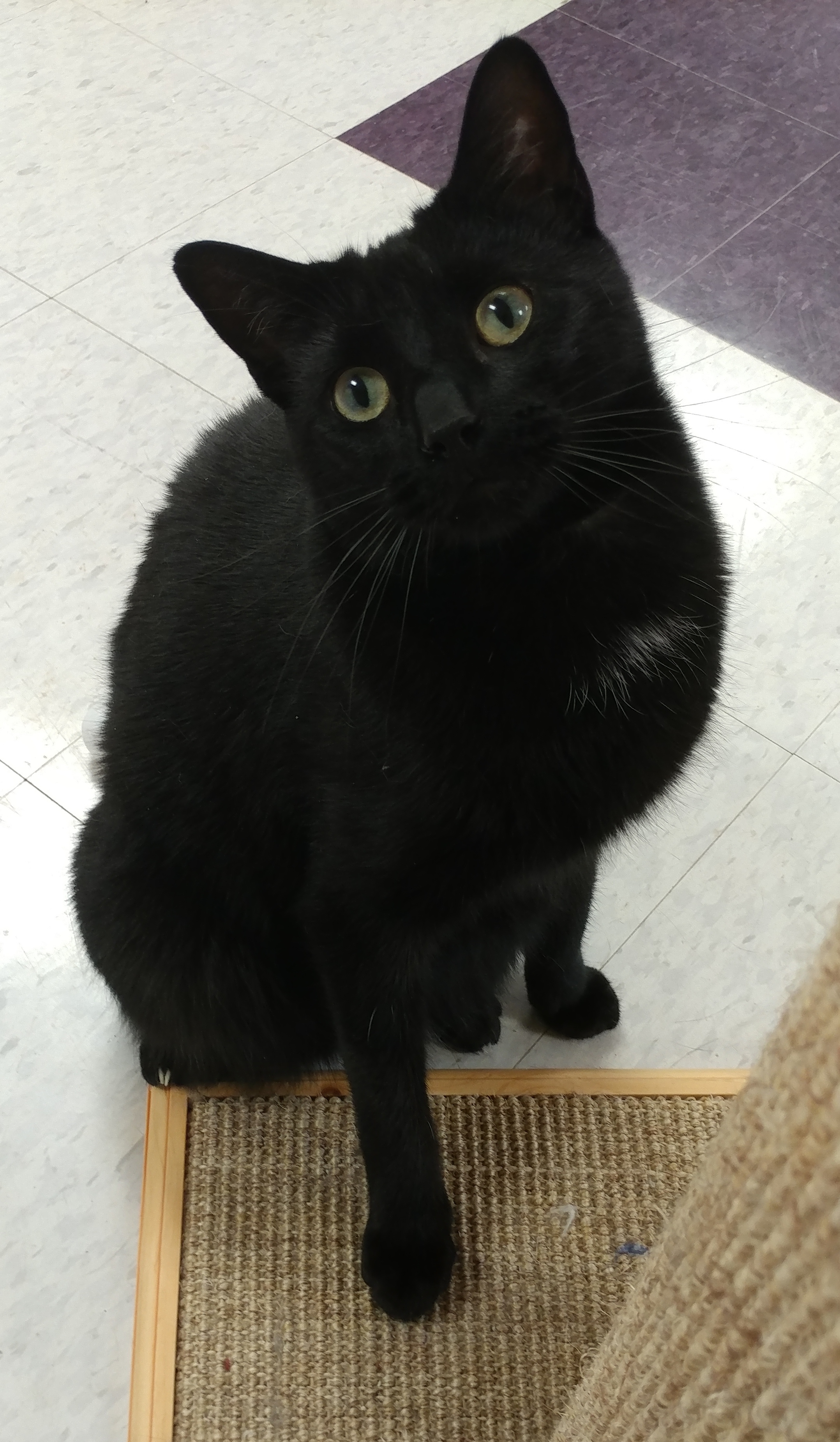 Lester, an adoptable Domestic Short Hair in Rochester, NY, 14622 | Photo Image 5