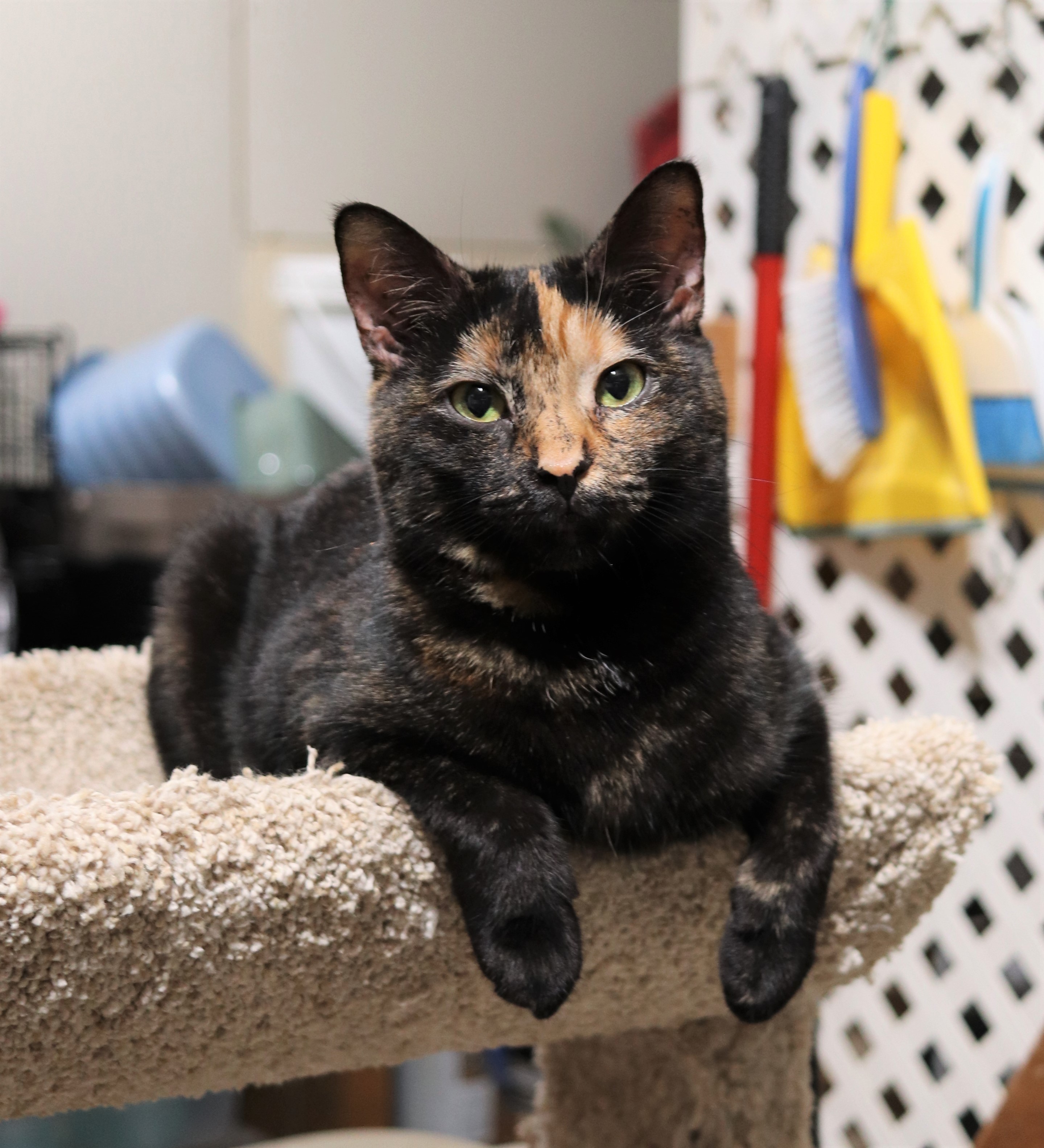Katie, an adoptable Domestic Short Hair in Boiling Springs, PA, 17007 | Photo Image 1
