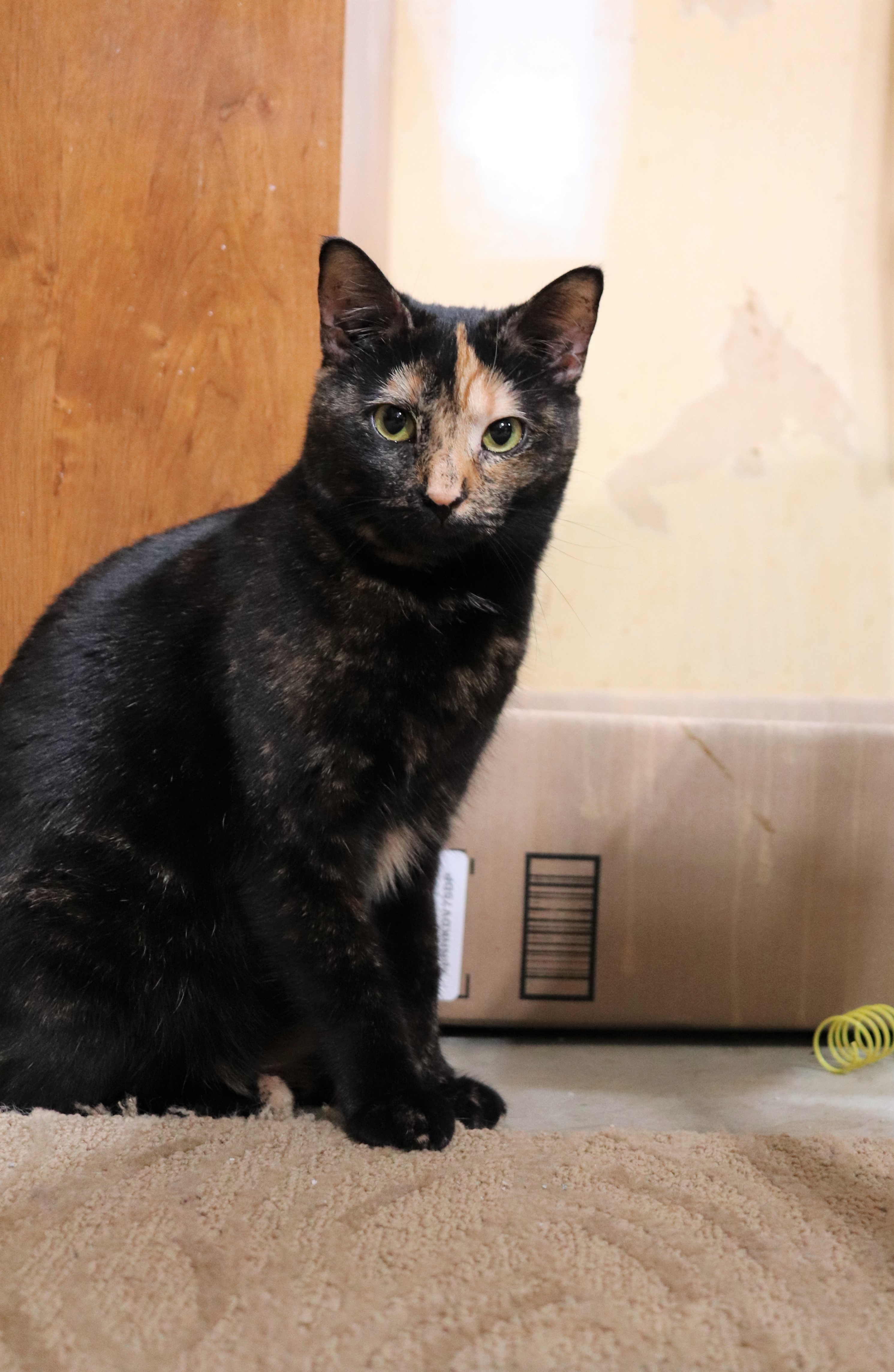 Katie, an adoptable Domestic Short Hair in Boiling Springs, PA, 17007 | Photo Image 3