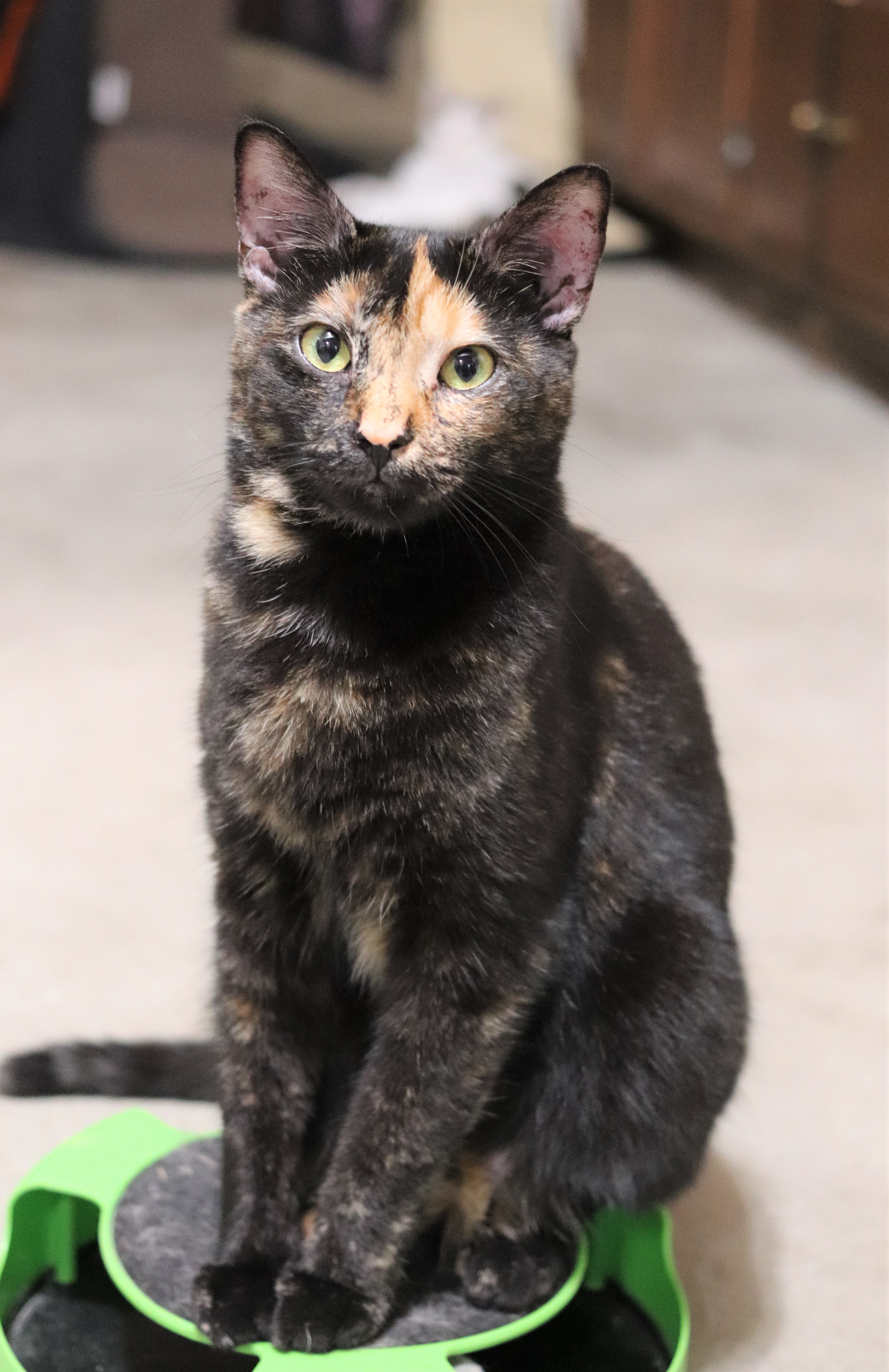 Katie, an adoptable Domestic Short Hair in Boiling Springs, PA, 17007 | Photo Image 5