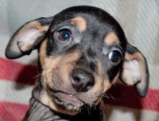 Basil, an adoptable Terrier in Portsmouth, OH, 45662 | Photo Image 1