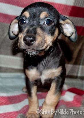 Basil, an adoptable Terrier in Portsmouth, OH, 45662 | Photo Image 3