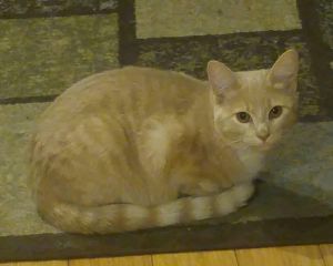 Cookie, Adult Female unknown