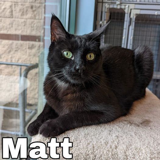 Matt, an adoptable Domestic Short Hair Mix in Spokane, WA_image-5