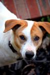 Adopt a Shiba Inu | Dog Breeds | Petfinder