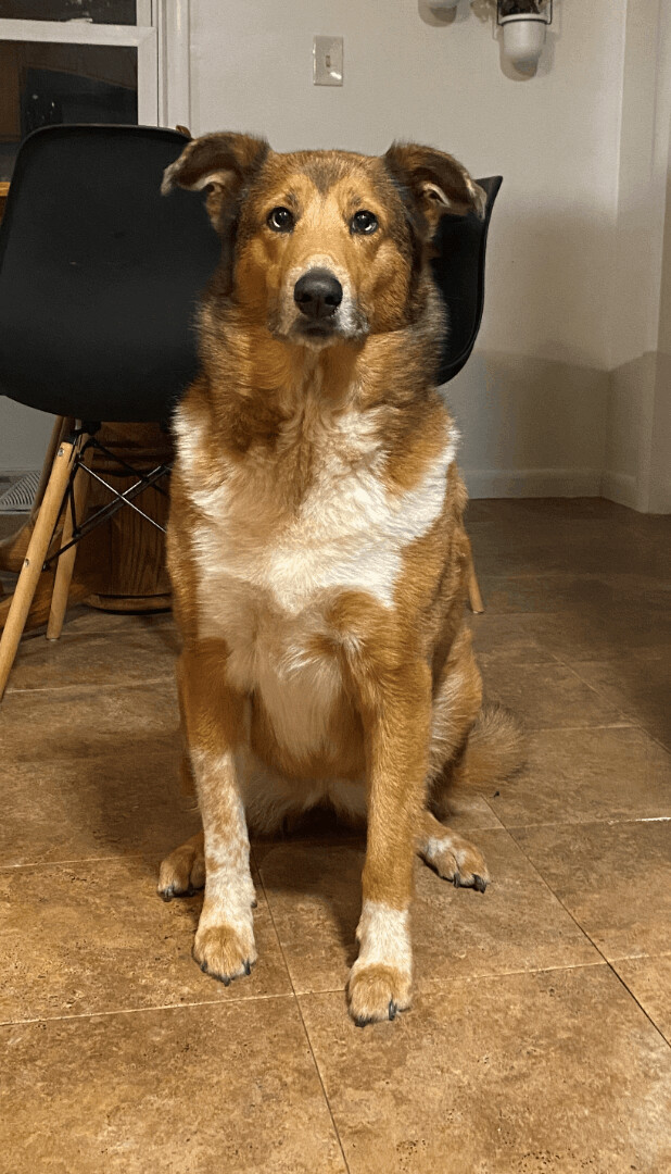 Ida (Noel), an adoptable Collie in Albany, NY, 12205 | Photo Image 1