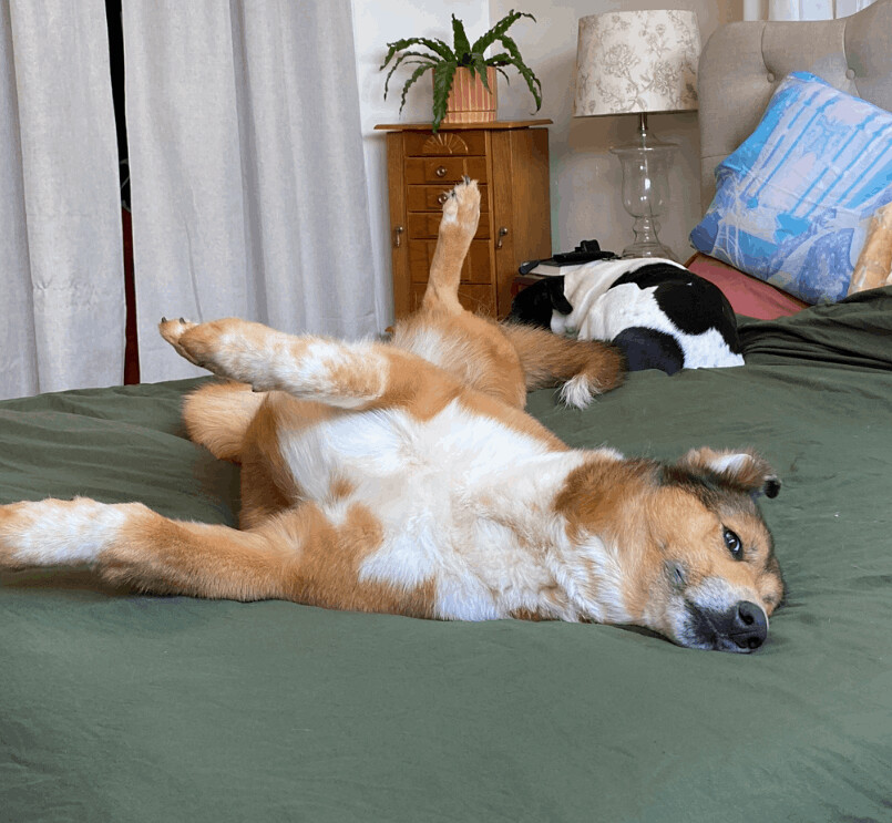 Ida (Noel), an adoptable Collie in Albany, NY, 12205 | Photo Image 3