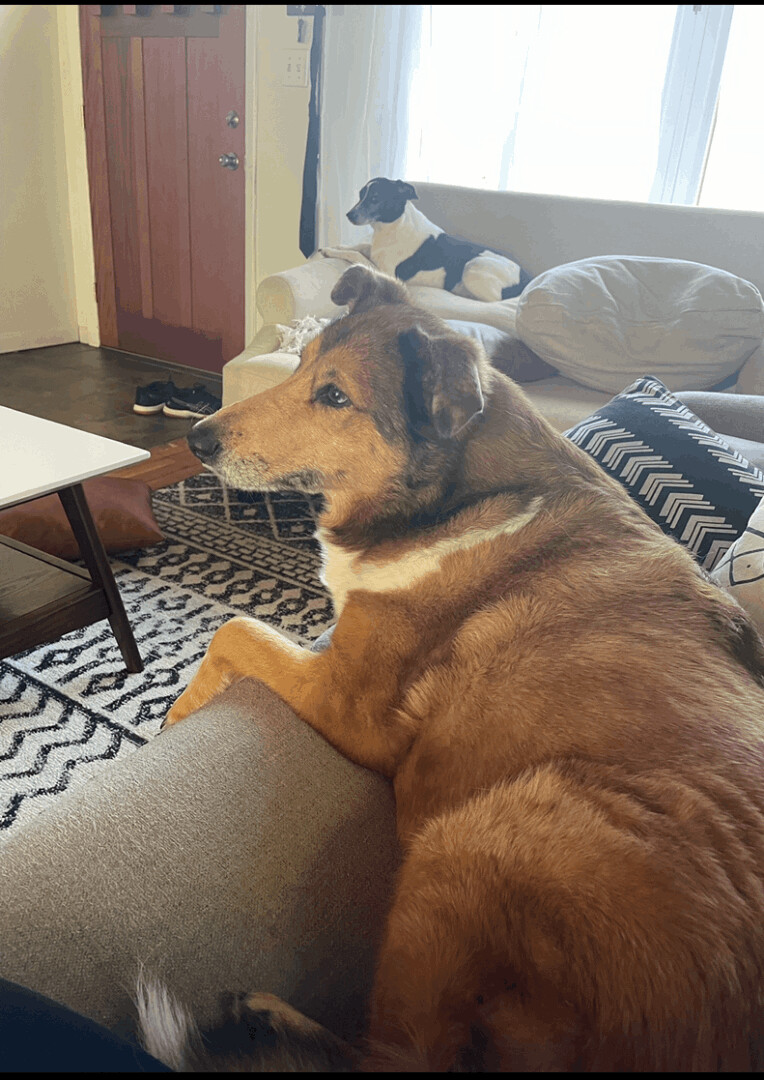 Ida (Noel), an adoptable Collie in Albany, NY, 12205 | Photo Image 4