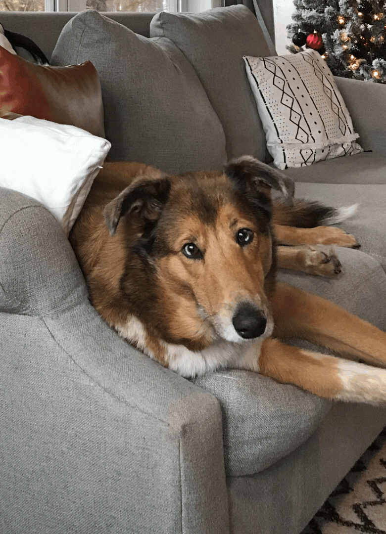 Ida (Noel), an adoptable Collie in Albany, NY, 12205 | Photo Image 5