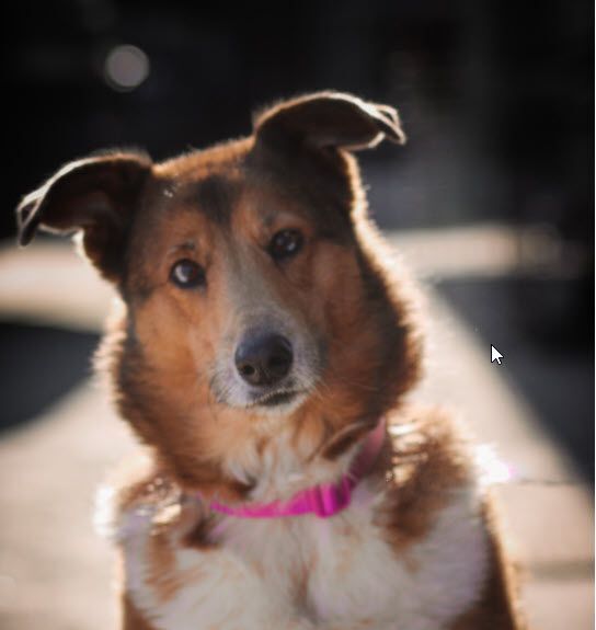 Ida (Noel), an adoptable Collie Mix in Albany, NY_image-6