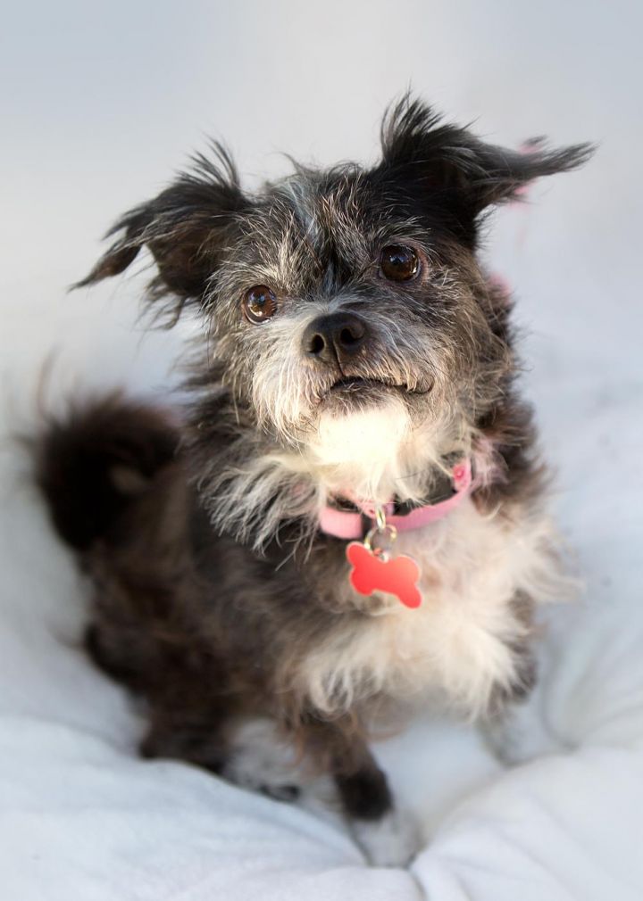 Sophie, an adopted Terrier Mix in Beaverton, OR_image-1