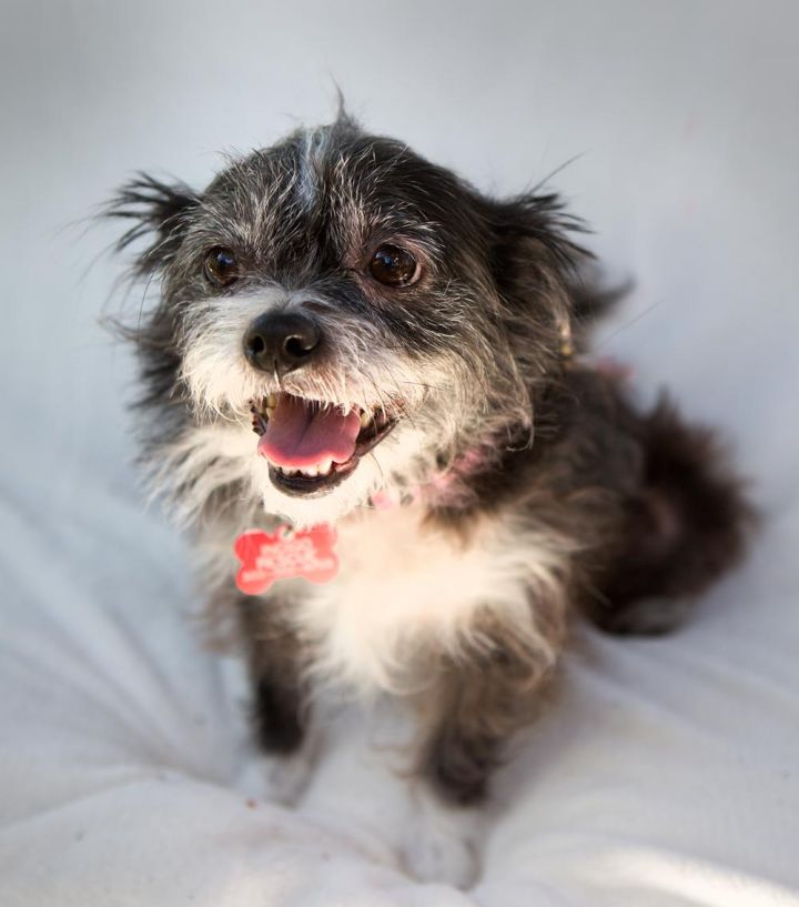 Sophie, an adopted Terrier Mix in Beaverton, OR_image-2