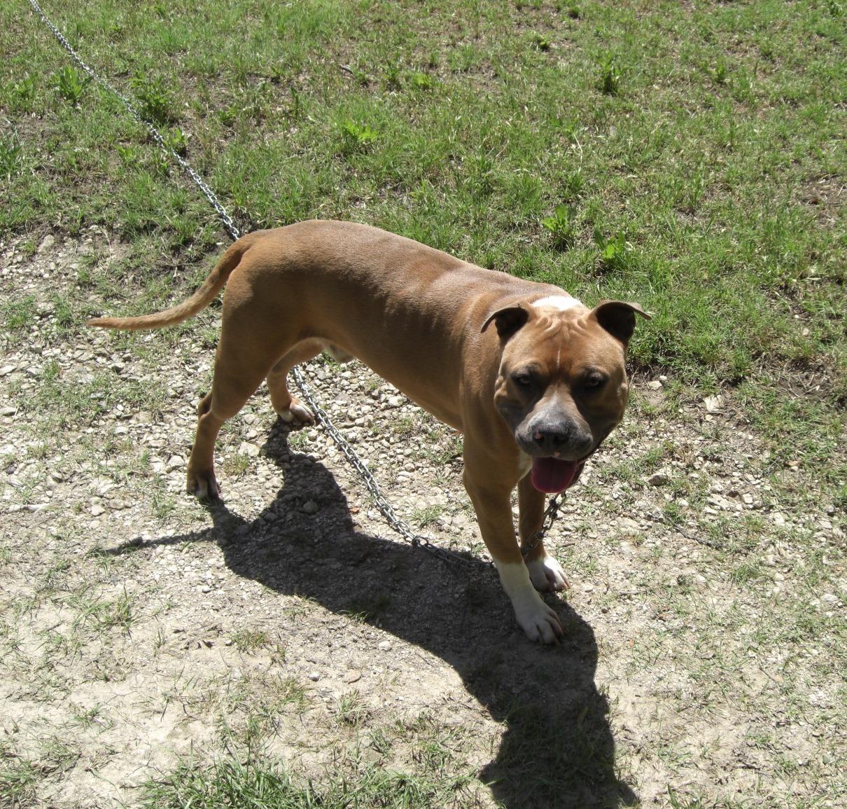 TJ, an adoptable American Staffordshire Terrier in Dallas, TX, 75211 | Photo Image 3