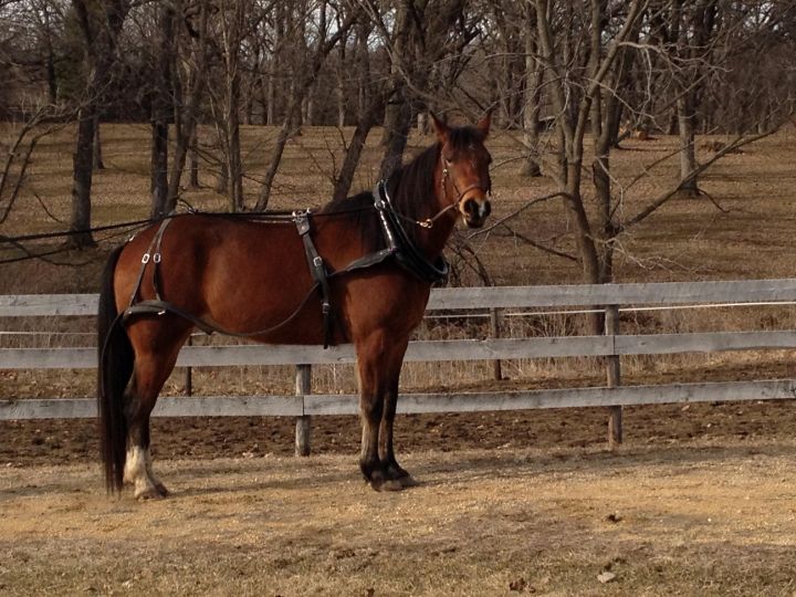 Byron, an adoptable Standardbred in Woodstock, IL_image-4