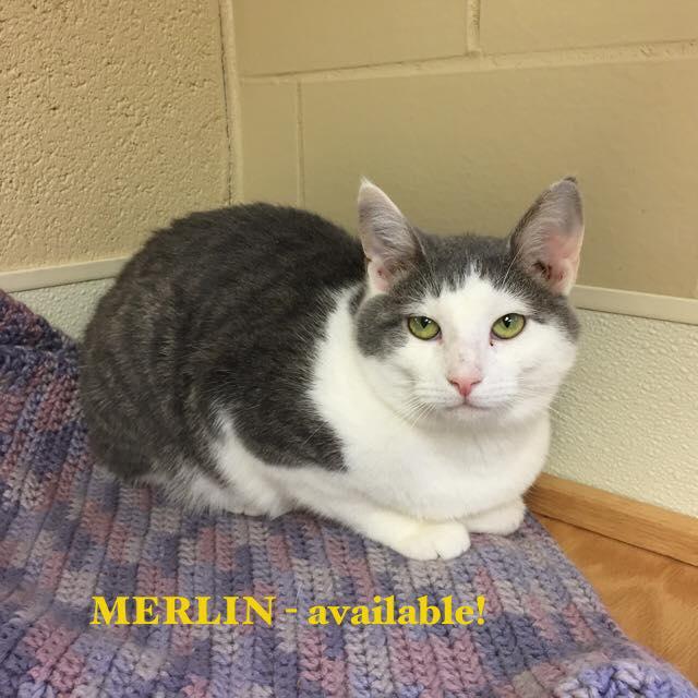 Merlin - Colony Cat! available! 2