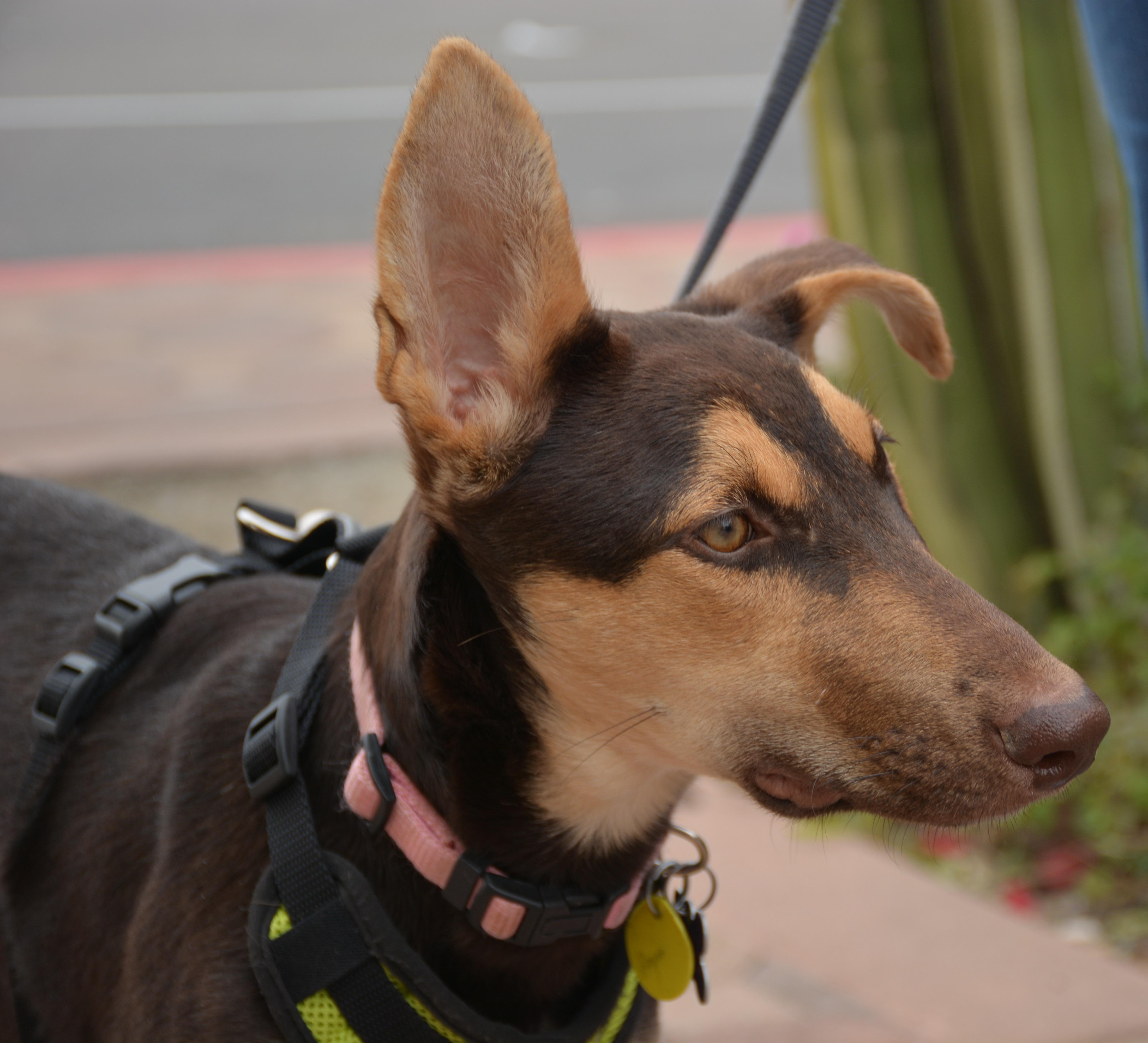 Reyna, an adoptable German Shepherd Dog, Doberman Pinscher in Phoenix, AZ, 85048 | Photo Image 2