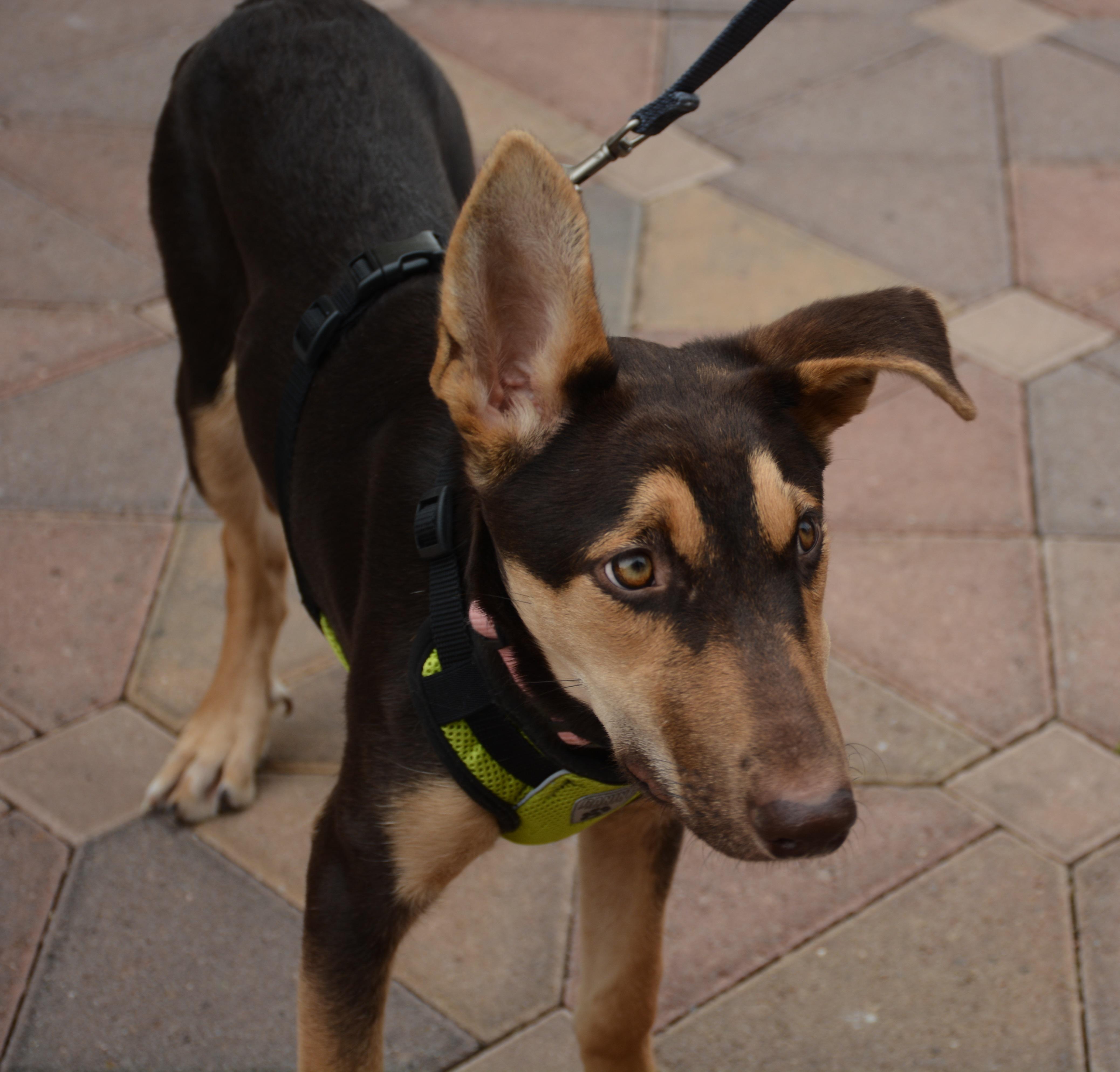 Reyna, an adoptable German Shepherd Dog, Doberman Pinscher in Phoenix, AZ, 85048 | Photo Image 3