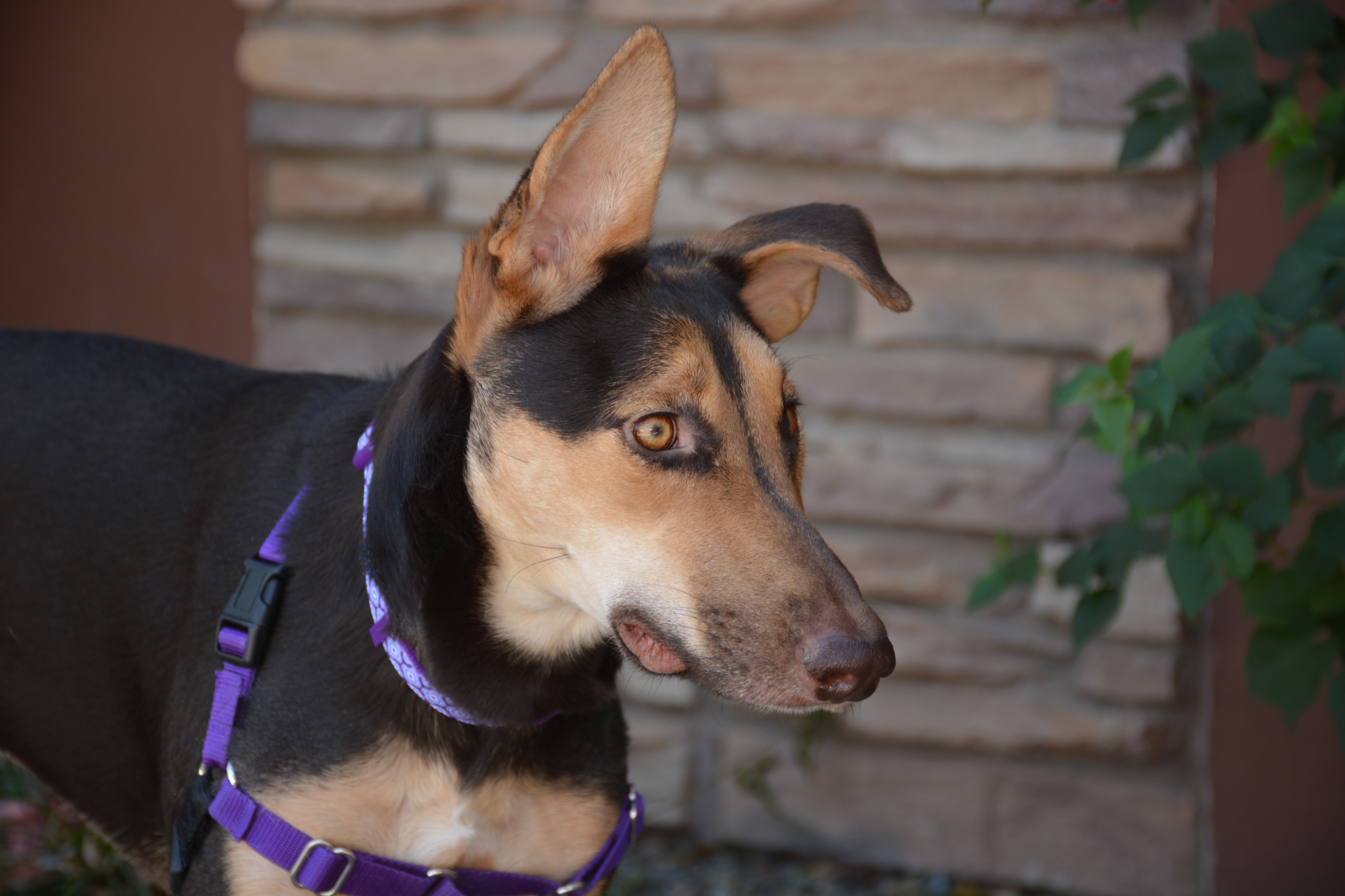 Reyna, an adoptable German Shepherd Dog, Doberman Pinscher in Phoenix, AZ, 85048 | Photo Image 4