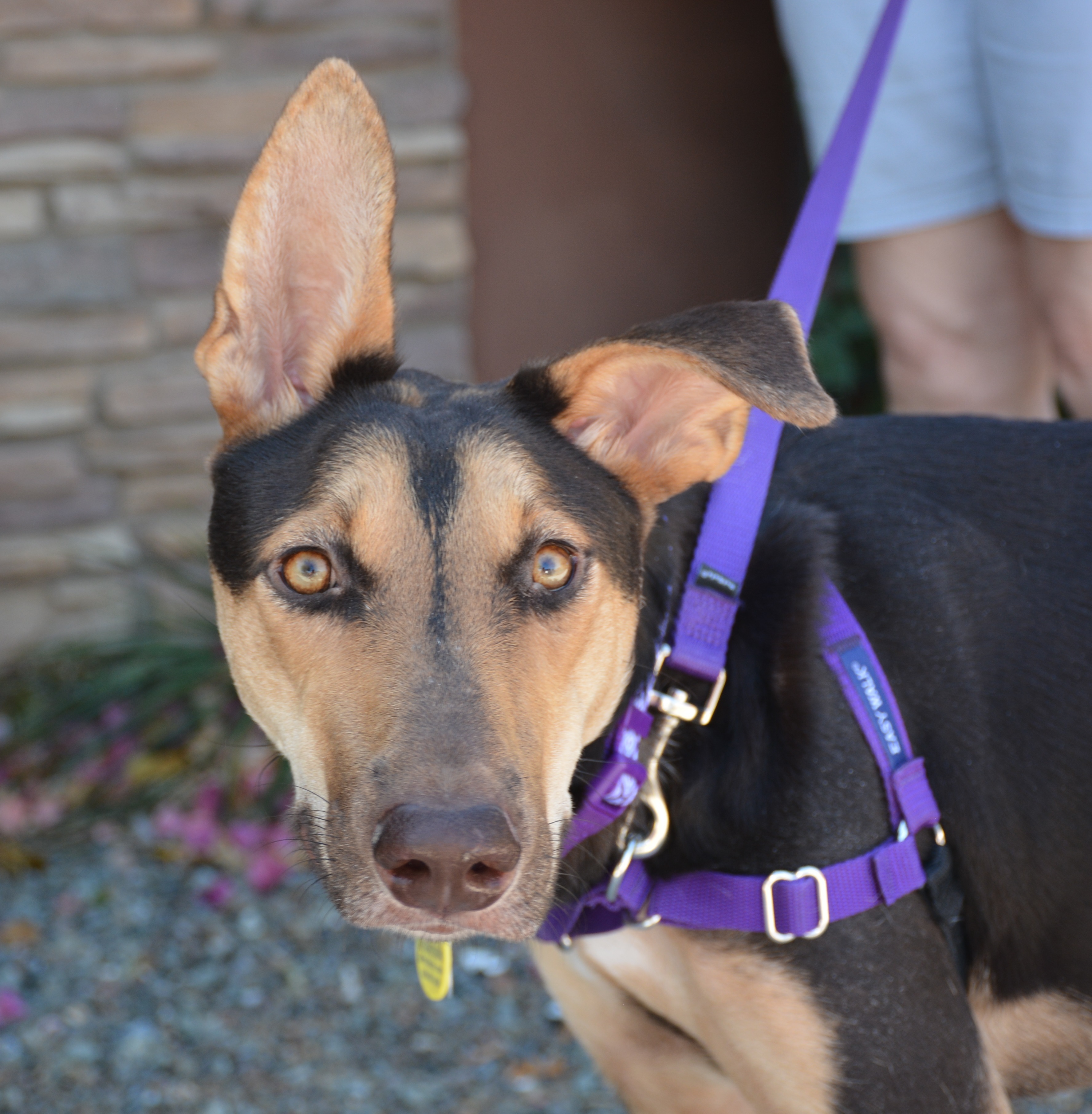 Dog for adoption - Reyna, a German Shepherd Dog & Doberman Pinscher Mix