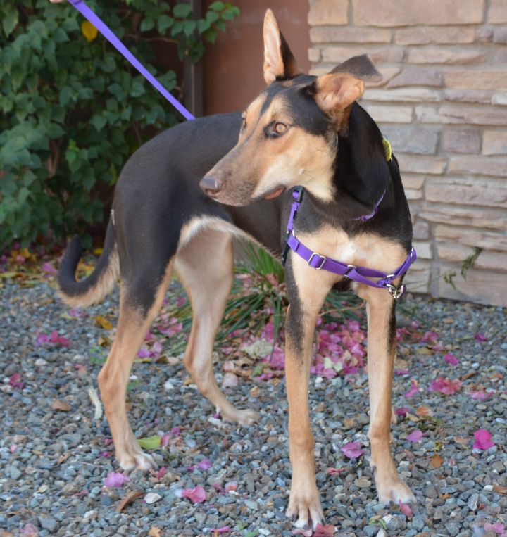 Dog for adoption - Reyna, a German Shepherd Dog & Doberman Pinscher Mix