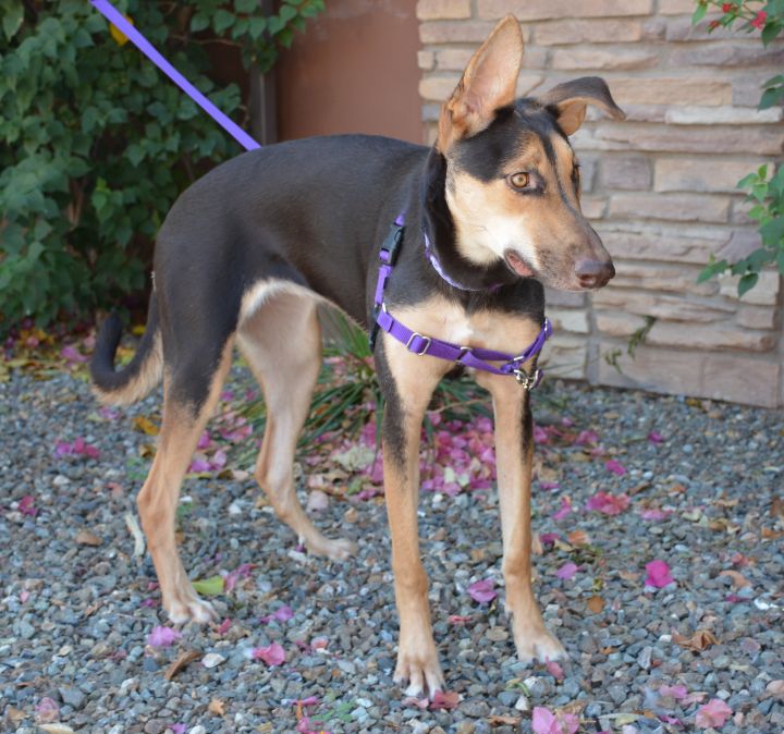 Dog For Adoption Reyna A German Shepherd Dog Doberman Pinscher Mix In Phoenix Az Petfinder