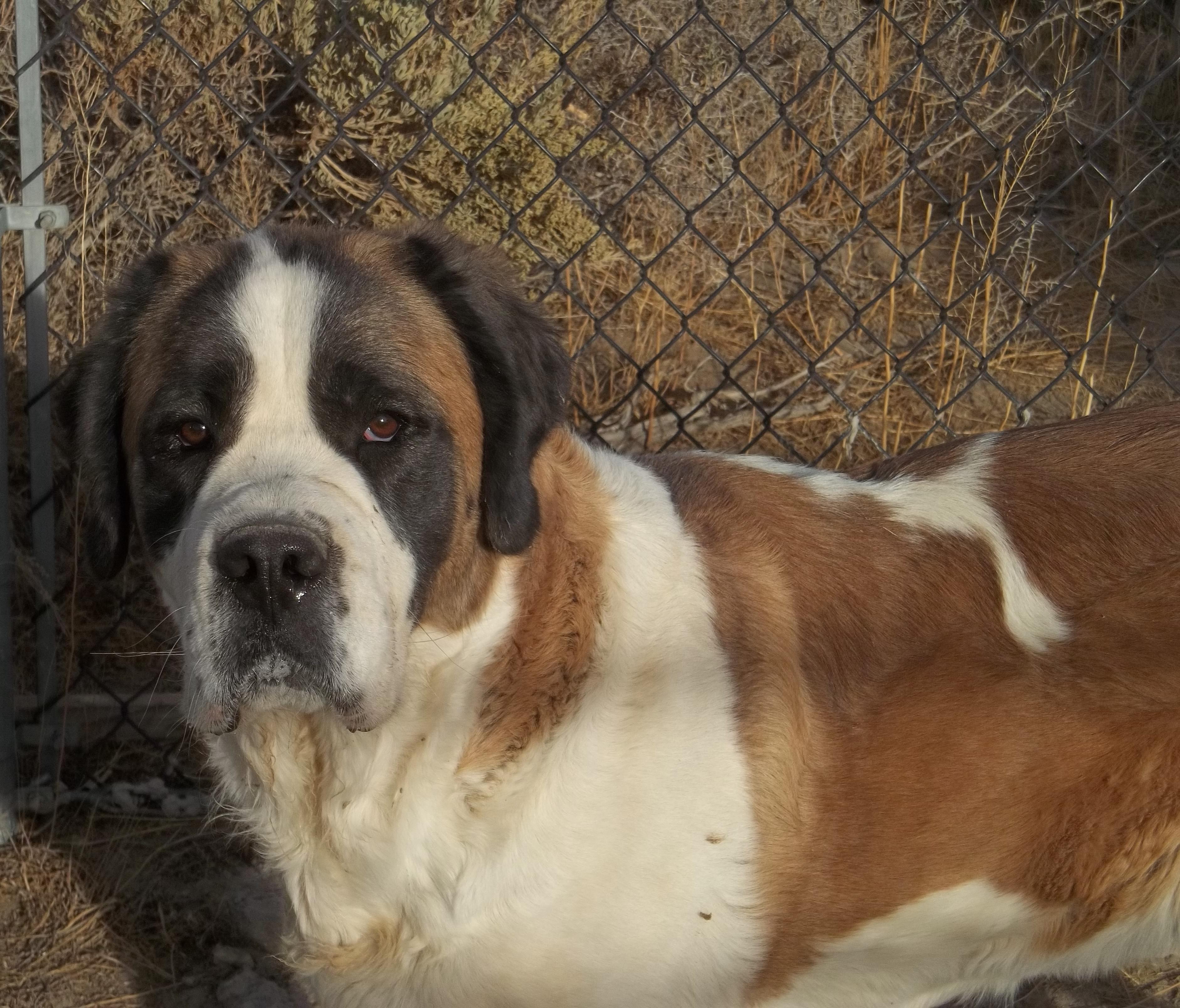 DAISY, an adoptable Saint Bernard in Sparks, NV, 89436 | Photo Image 3