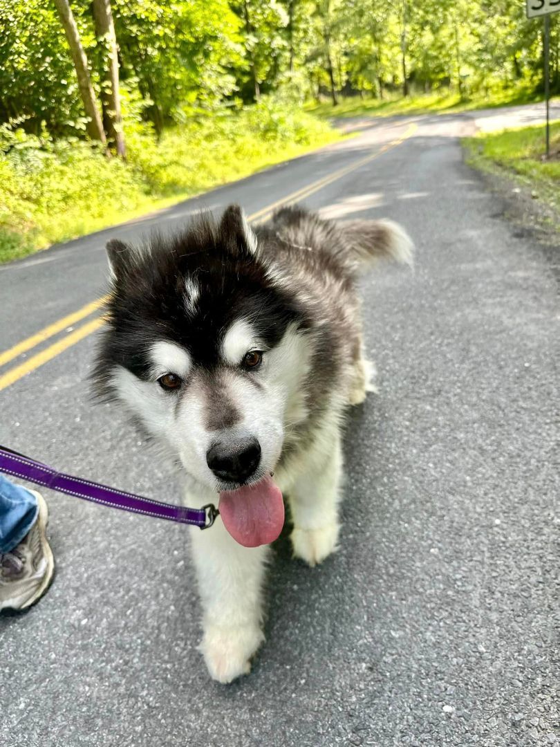 Maddie, an adoptable Alaskan Malamute in Gettysburg, PA, 17325 | Photo Image 1