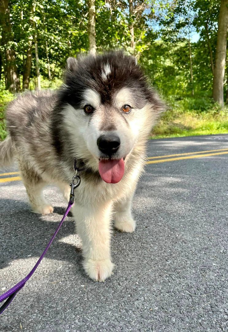 Maddie, an adoptable Alaskan Malamute in Gettysburg, PA, 17325 | Photo Image 2