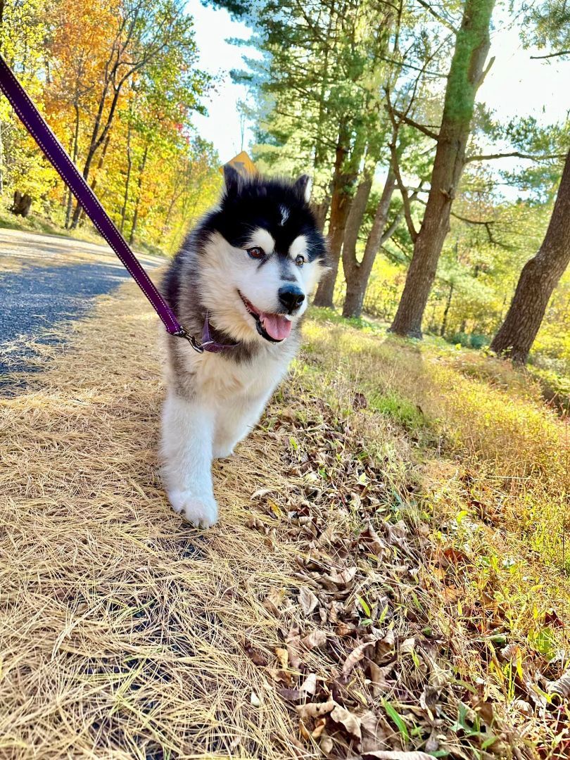 Maddie, an adoptable Alaskan Malamute in Gettysburg, PA, 17325 | Photo Image 3