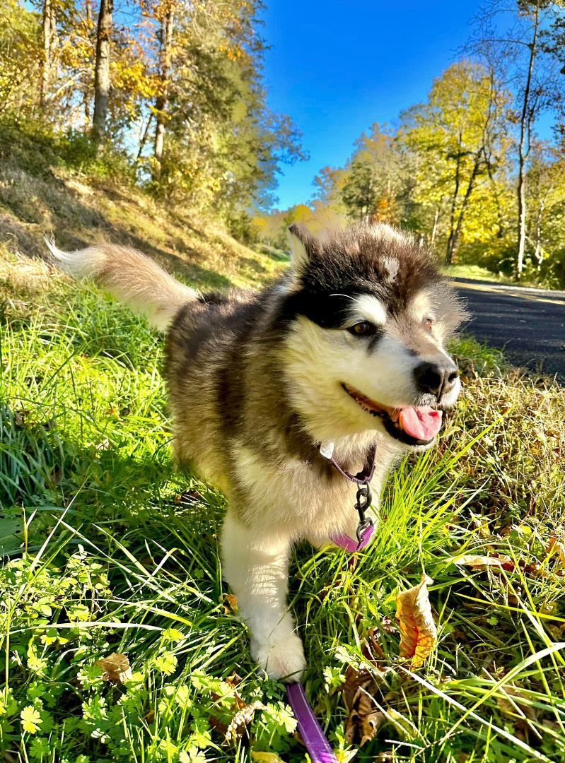 Maddie, an adoptable Alaskan Malamute in Gettysburg, PA, 17325 | Photo Image 4