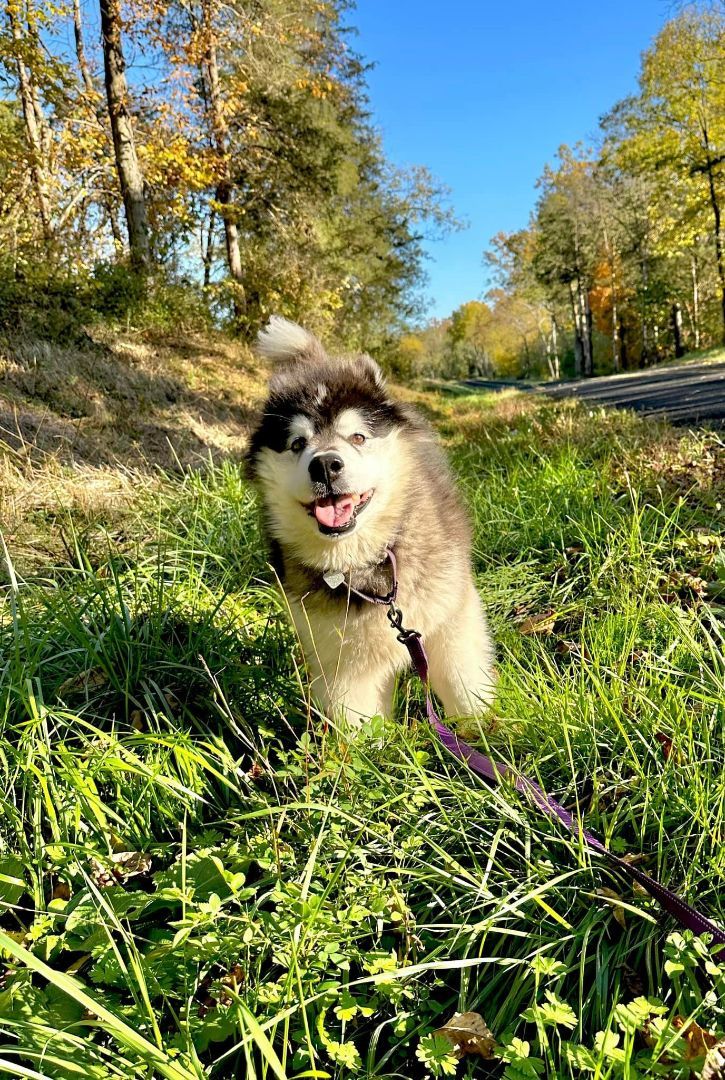 Maddie, an adoptable Alaskan Malamute in Gettysburg, PA, 17325 | Photo Image 6