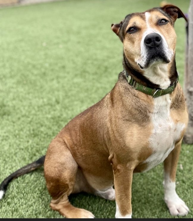 EVANDER, an adoptable Labrador Retriever in Dallas, TX, 75135 | Photo Image 1