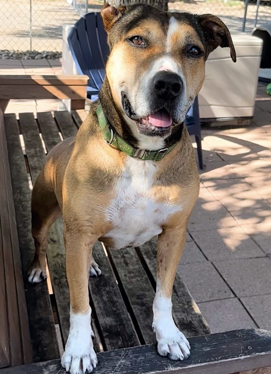 EVANDER, an adoptable Labrador Retriever in Dallas, TX, 75135 | Photo Image 3