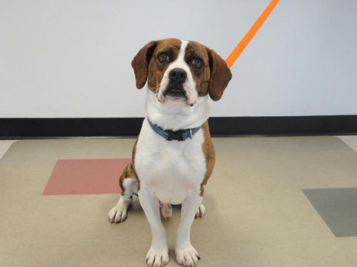 Dog For Adoption Chester A Beagle Boxer Mix In Dixon Il Petfinder