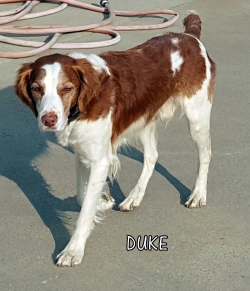 Duke (Ritzy) 1