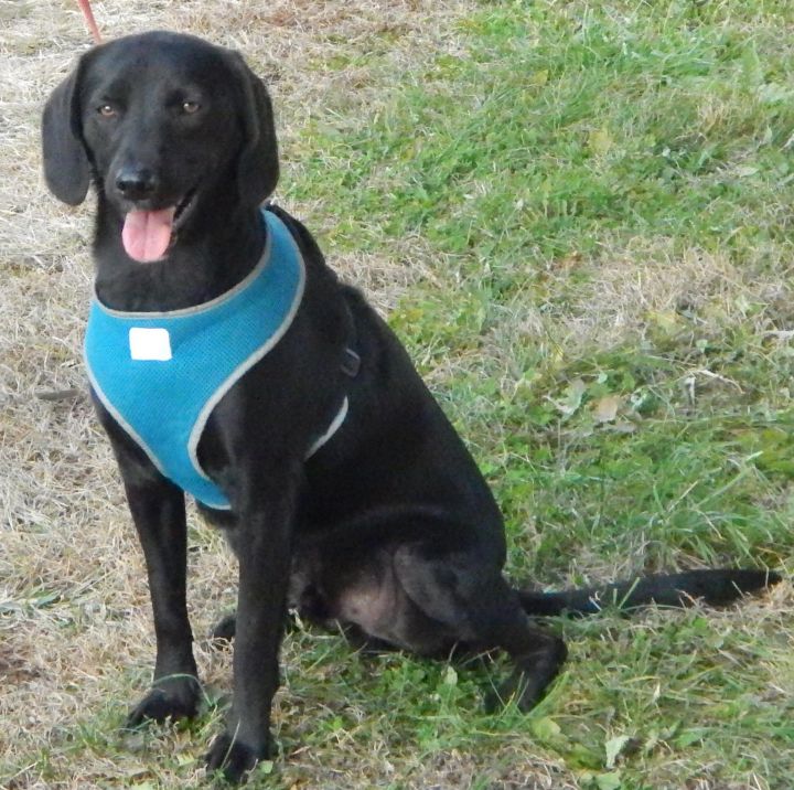Buddy, an adoptable Labrador Retriever & Yellow Labrador Retriever Mix in Falls City, NE_image-1