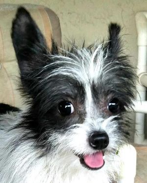 SHERLOCK - an adorable tiny terrier mix, very scared, needs someone with great patience! (SECURELY FENCED YARD REQUIRED) Foster home in Terra Ceia, FL