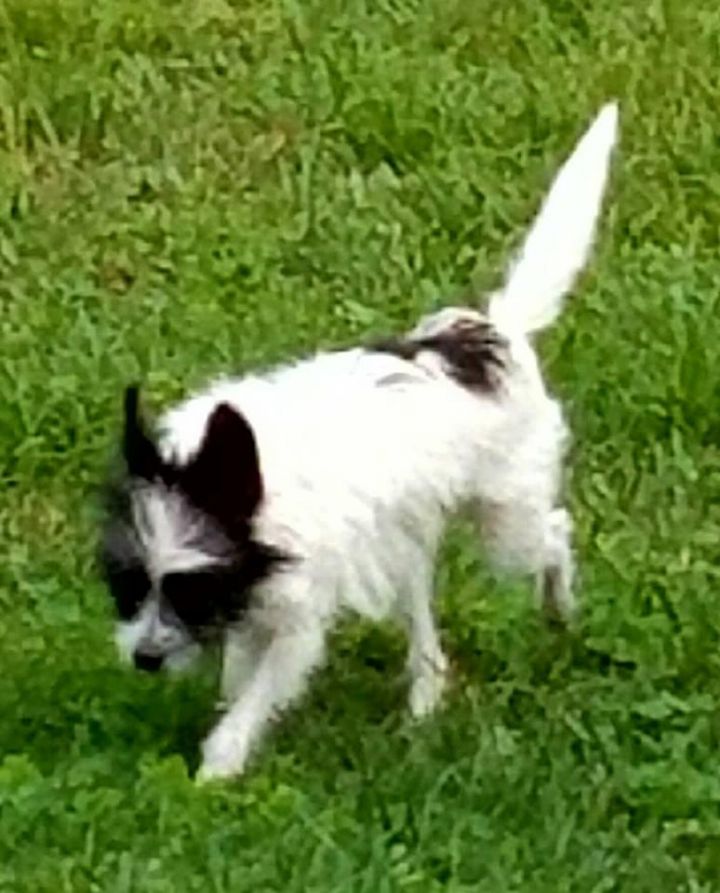 SHERLOCK - an adorable tiny terrier mix, very scared, needs someone with great patience! (SECURELY FENCED YARD REQUIRED) Foster home in Terra Ceia, FL 2